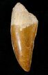 Carcharodontosaurus Tooth - Beautiful Enamel Color #17016-1